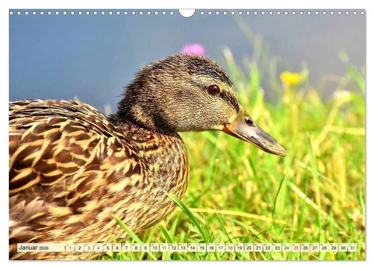 Produktbild: Enten. Beliebt, h&uuml;bsch und imposant (Wandkalender 2026 DIN A3 quer), CALVENDO Monatskalender