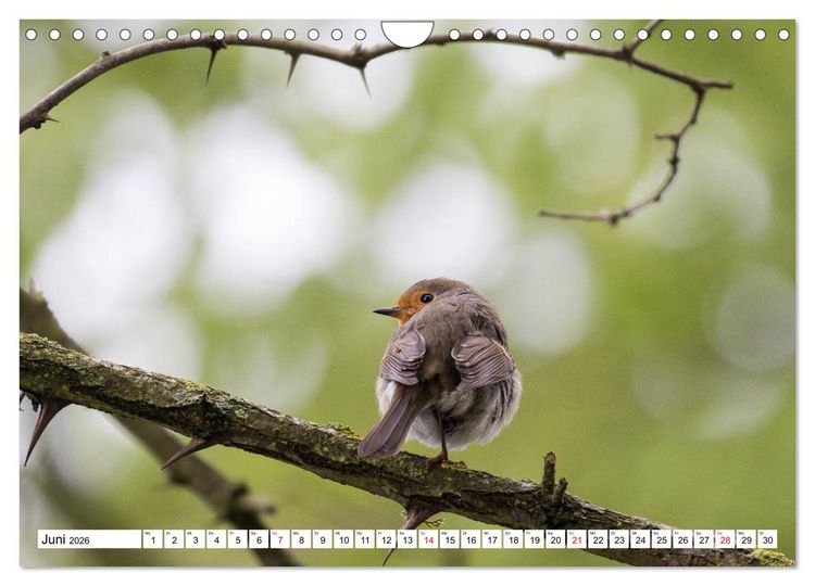 Produktbild: Geliebtes Rotkehlchen (Wandkalender 2026 DIN A4 quer), CALVENDO Monatskalender