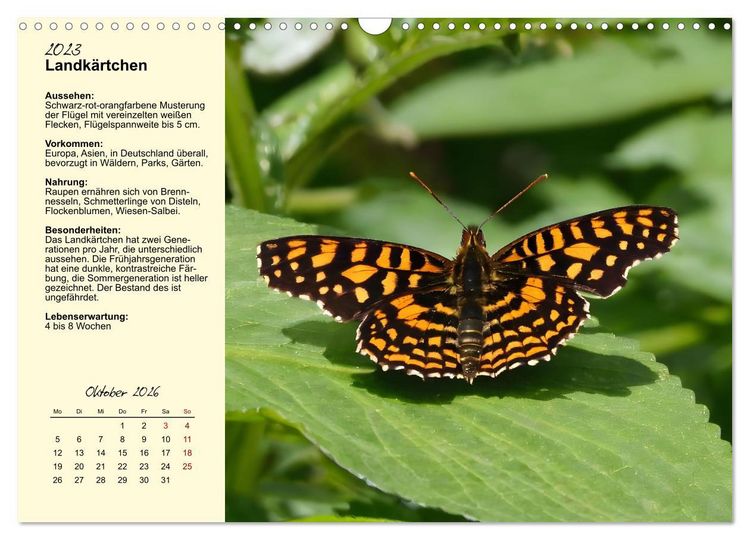 Produktbild: Insekt des Jahres (Wandkalender 2026 DIN A3 quer), CALVENDO Monatskalender