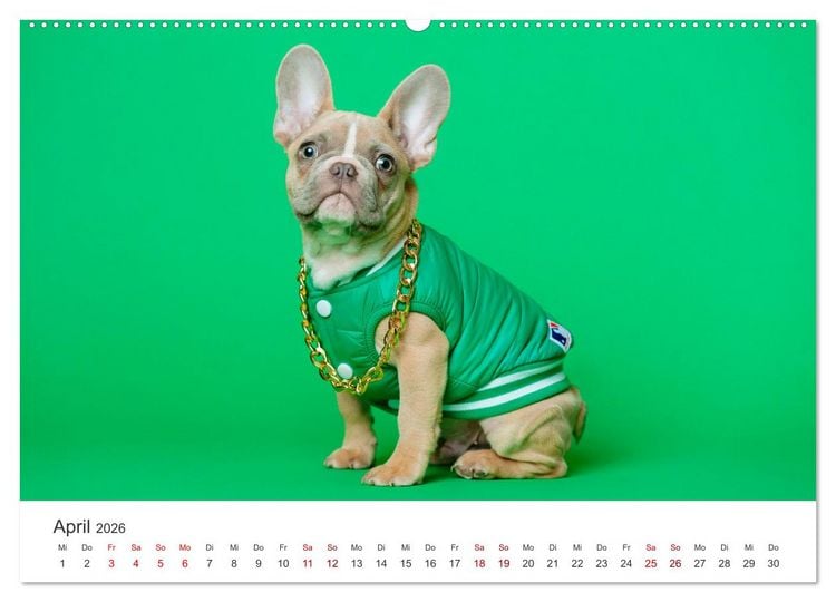 Produktbild: Die Bulldogge Henry (Wandkalender 2026 DIN A2 quer), CALVENDO Monatskalender
