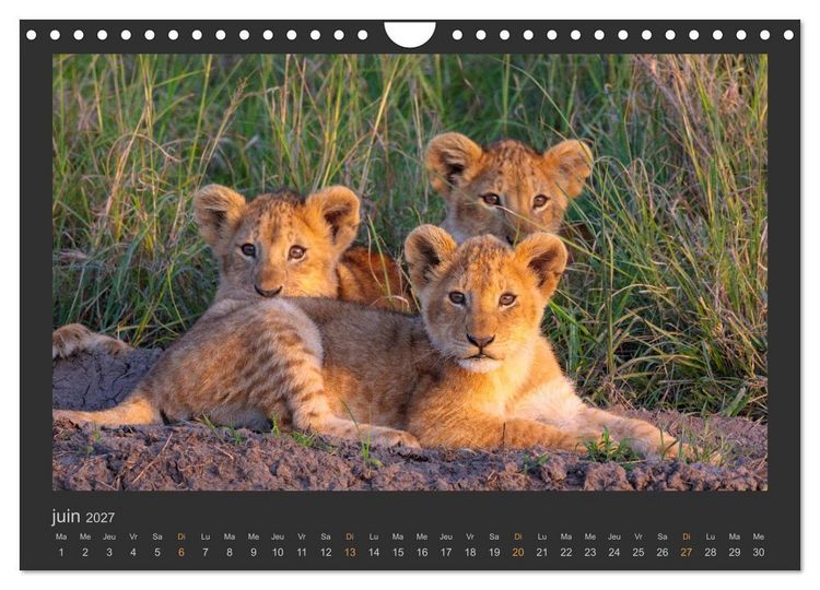 Produktbild: Lions &ndash; Photographies de la faune (Calendrier mural 2027 DIN A4 vertical), CALVENDO calendrier mensuel