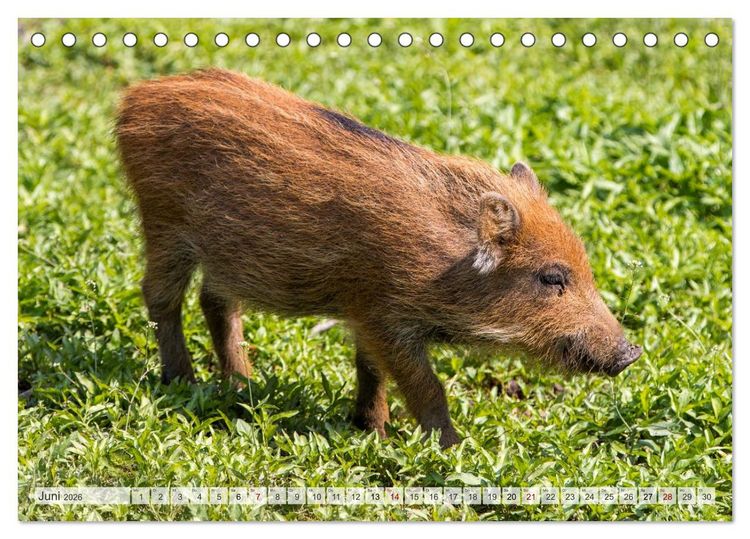 Produktbild: Wildschweine - Im Schatten des Waldes (Tischkalender 2026 DIN A5 quer), CALVENDO Monatskalender