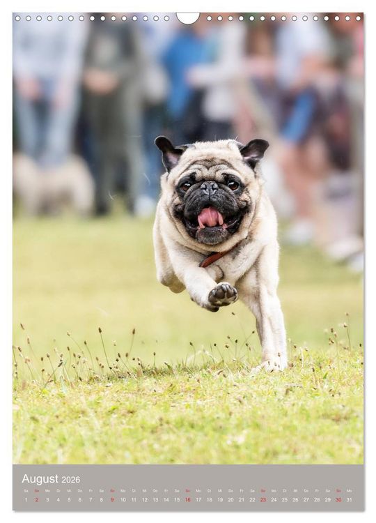 Produktbild: Mops-Rennen (Wandkalender 2026 DIN A3 hoch), CALVENDO Monatskalender