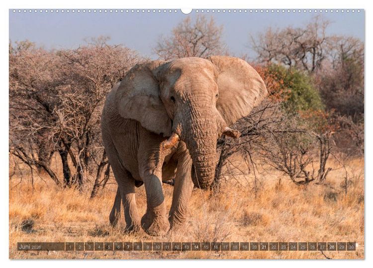 Produktbild: ETOSHA &ndash; Namibia Highlights (Wandkalender 2026 DIN A2 quer), CALVENDO Monatskalender