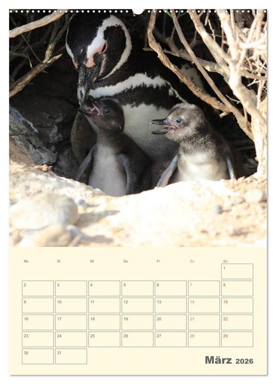 Produktbild: Mit Pinguinen durch das Jahr (Wandkalender 2026 DIN A2 hoch), CALVENDO Monatskalender