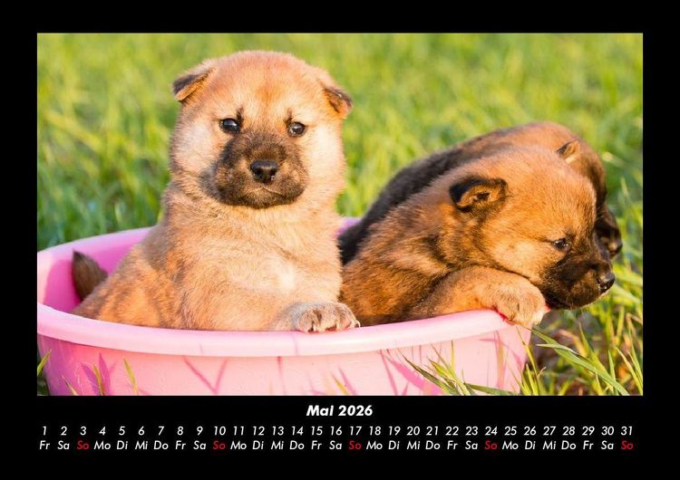 Produktbild: Welpen 2026 Fotokalender DIN A3