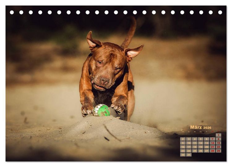 Produktbild: Listenhunde - mehr als nur eine Kategorie (Tischkalender 2026 DIN A5 quer), CALVENDO Monatskalender