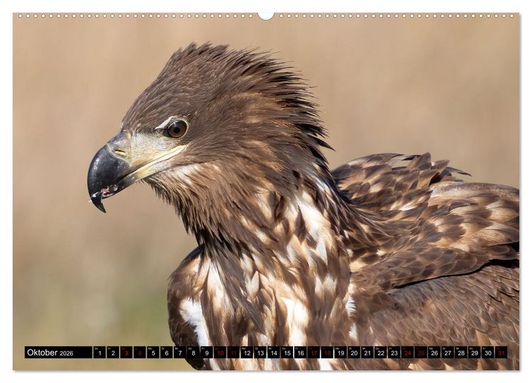 Produktbild: Seeadler in Polen (Wandkalender 2026 DIN A2 quer), CALVENDO Monatskalender