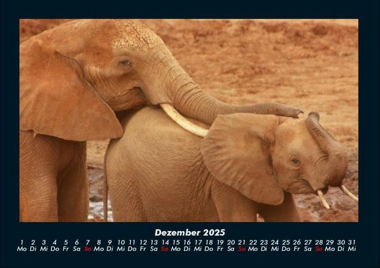 Produktbild: Der Elefantenkalender 2025 Fotokalender DIN A4