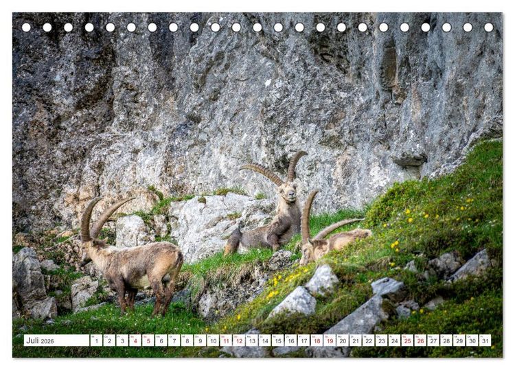 Produktbild: Steinb&ouml;cke - Majest&auml;tische Tiere der Alpen (Tischkalender 2026 DIN A5 quer), CALVENDO Monatskalender