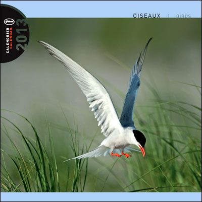 Produktbild: V&ouml;gel 2013