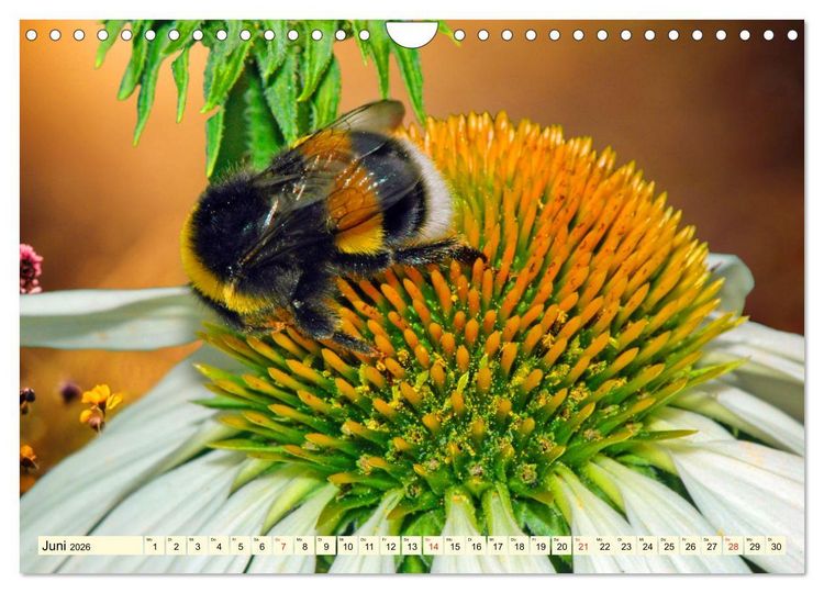 Produktbild: Farbenpracht der Insekten (Wandkalender 2026 DIN A4 quer), CALVENDO Monatskalender