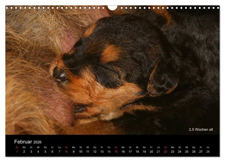 Produktbild: Airedale Terrier Welpen (Wandkalender 2026 DIN A3 quer), CALVENDO Monatskalender