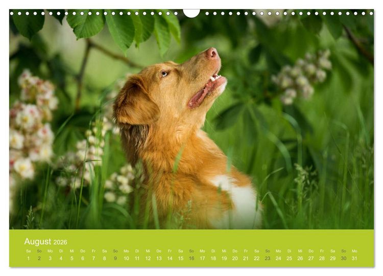 Produktbild: Traumschnauzen (Wandkalender 2026 DIN A3 quer), CALVENDO Monatskalender
