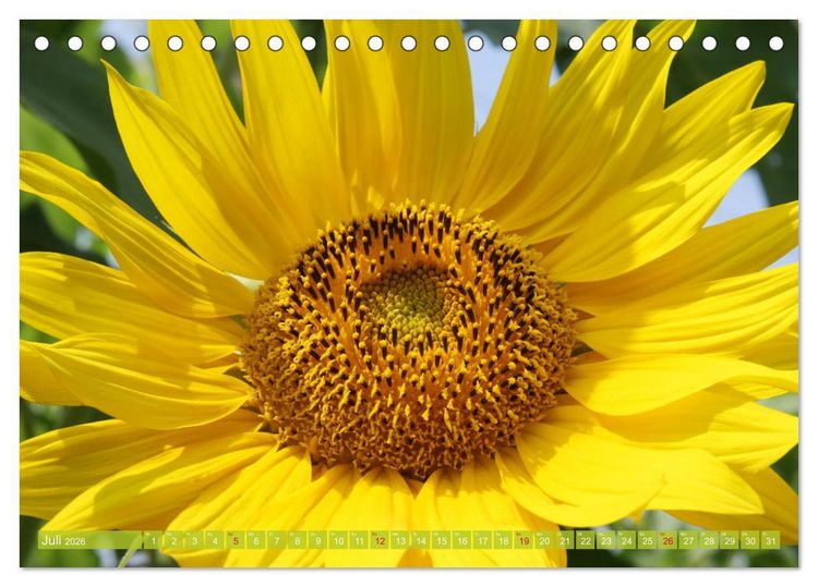 Produktbild: Sonnenblumenwelt (Tischkalender 2026 DIN A5 quer), CALVENDO Monatskalender
