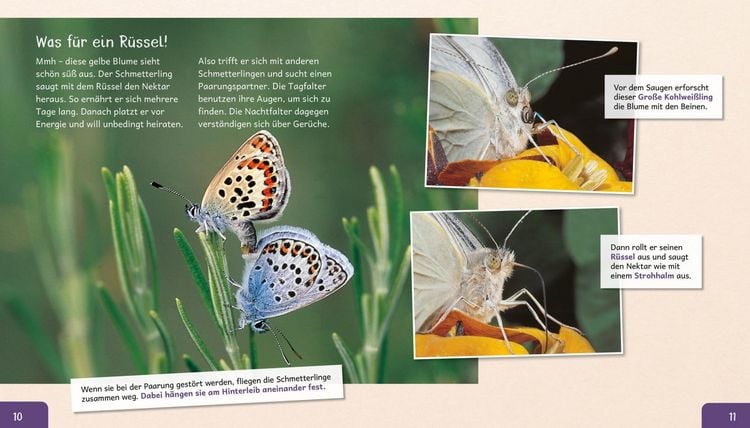 Produktbild: Meine gro&szlig;e Tierbibliothek: Der Schmetterling