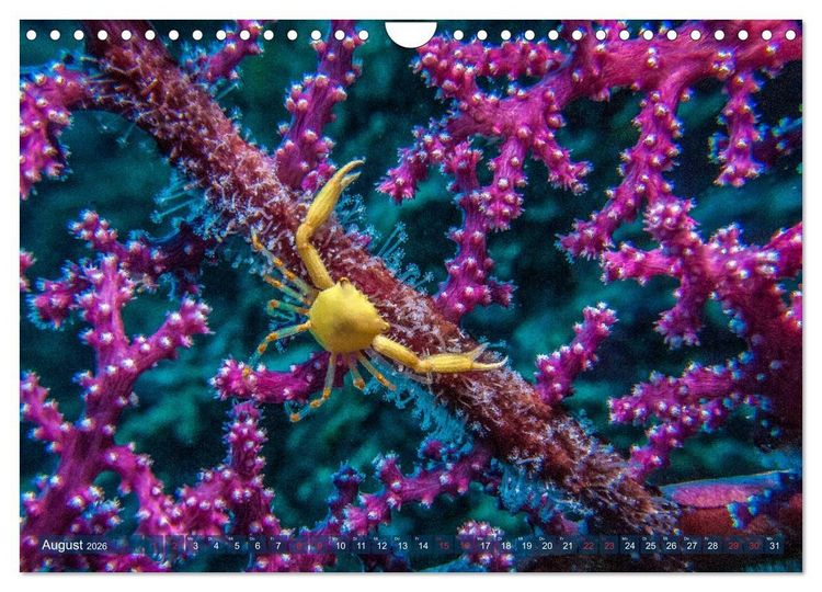 Produktbild: Wunderwelt Unterwasser (Wandkalender 2026 DIN A4 quer), CALVENDO Monatskalender