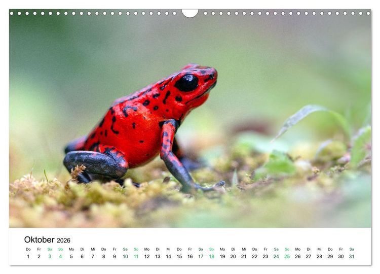 Produktbild: Costa Rica - Tropische Tierwelt (Wandkalender 2026 DIN A3 quer), CALVENDO Monatskalender