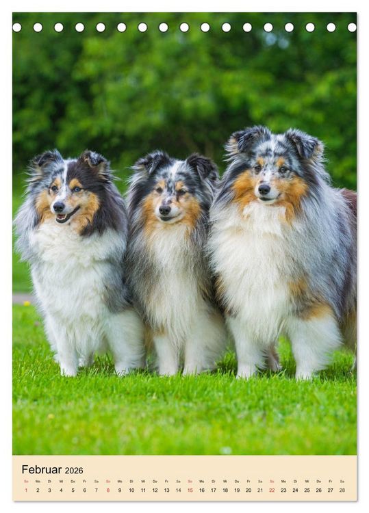 Produktbild: Sheltie - Wirbelwind auf 4 Pfoten (Tischkalender 2026 DIN A5 hoch), CALVENDO Monatskalender