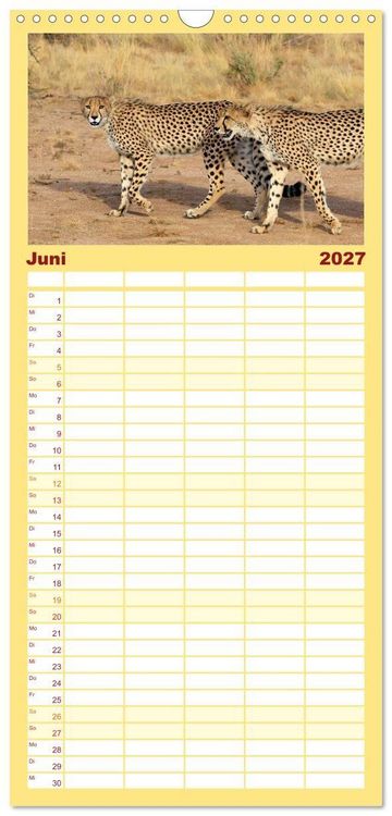 Produktbild: Familienplaner 2027 - Geparden - Begegnungen in Afrika mit 5 Spalten (Wandkalender, 21 x 45 cm) CALVENDO