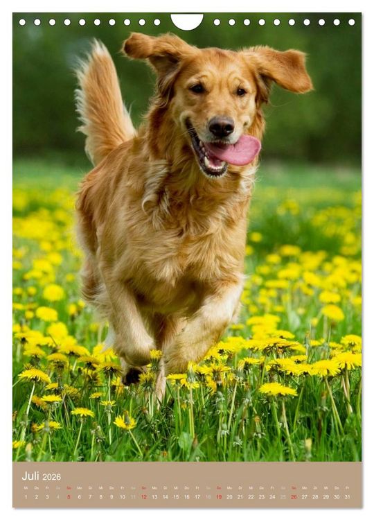 Produktbild: Golden Retriever (Wandkalender 2026 DIN A4 hoch), CALVENDO Monatskalender