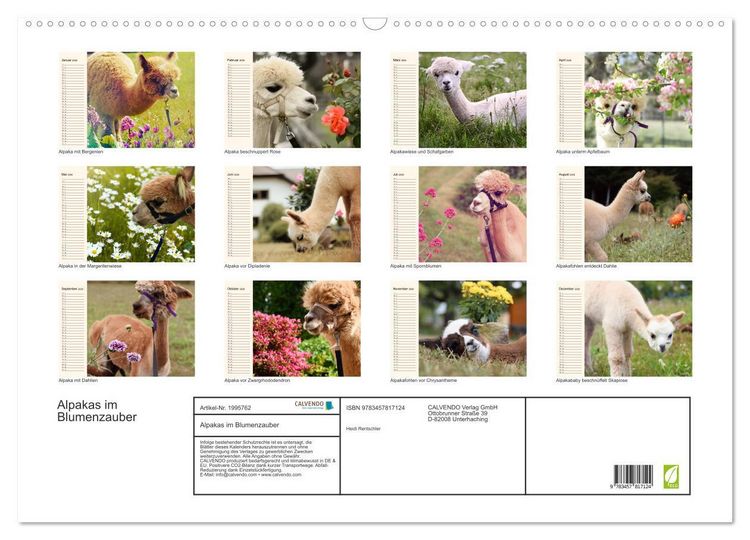 Produktbild: Alpakas im Blumenzauber (Wandkalender 2026 DIN A2 quer), CALVENDO Monatskalender