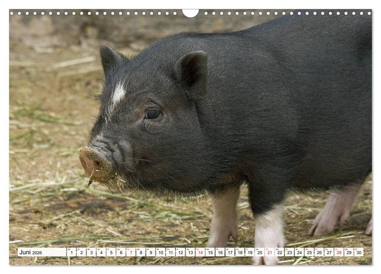 Produktbild: Von S&auml;uen die Schwein haben! (Wandkalender 2026 DIN A3 quer), CALVENDO Monatskalender