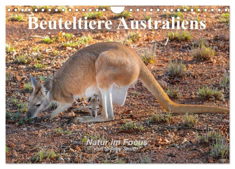 Produktbild: Beuteltiere Australiens (Wandkalender 2026 DIN A4 quer), CALVENDO Monatskalender