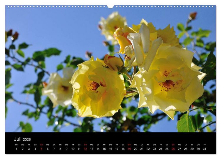 Produktbild: Baden bei Wien - Rosarium (hochwertiger Premium Wandkalender 2026 DIN A2 quer), Kunstdruck in Hochglanz