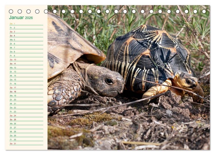 Produktbild: Meine Schildkr&ouml;ten - Geburtstagskalender (Tischkalender 2026 DIN A5 quer), CALVENDO Monatskalender