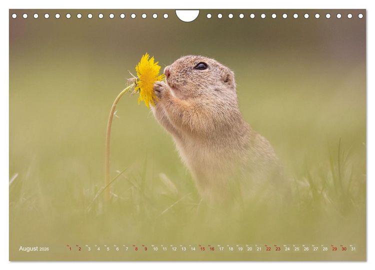 Produktbild: Zauberhafte Ziesel (Wandkalender 2026 DIN A4 quer), CALVENDO Monatskalender
