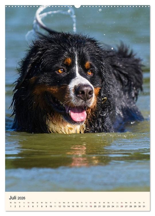 Produktbild: Die sch&ouml;nste Rasse der Welt - Berner Sennenhund (Wandkalender 2026 DIN A2 hoch), CALVENDO Monatskalender