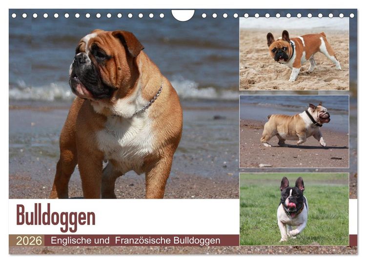 Produktbild: Bulldoggen - Englische und Franz&ouml;sische Bulldoggen (Wandkalender 2026 DIN A4 quer), CALVENDO Monatskalender