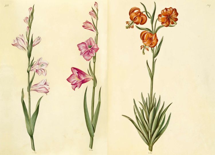 Produktbild: Das Gr&uuml;ne Florilegium &ndash; The Green Florilegium (dt./engl.)