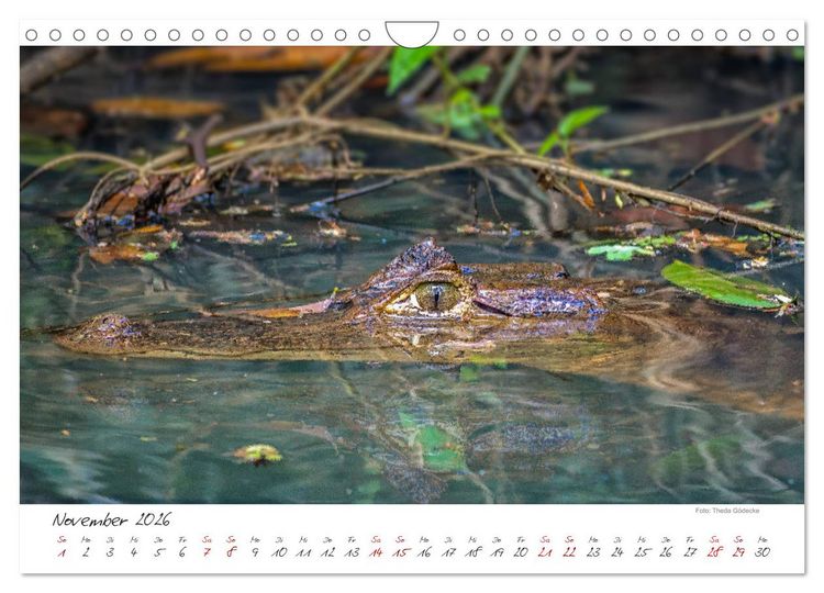 Produktbild: Natur pur, Costa Rica (Wandkalender 2026 DIN A4 quer), CALVENDO Monatskalender