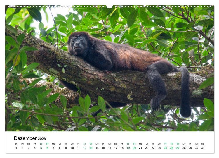 Produktbild: Costa Rica - Tropische Tierwelt (Wandkalender 2026 DIN A2 quer), CALVENDO Monatskalender