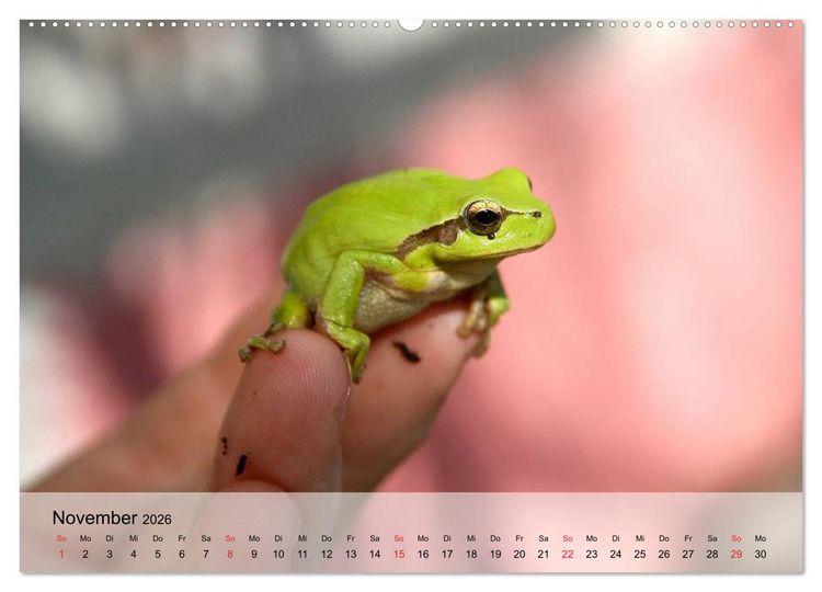 Produktbild: Frosch m&uuml;sste man sein! (Wandkalender 2026 DIN A2 quer), CALVENDO Monatskalender