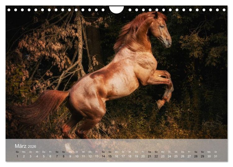 Produktbild: Pferde - Anmut und St&auml;rke gepaart mit Magie (Wandkalender 2026 DIN A4 quer), CALVENDO Monatskalender