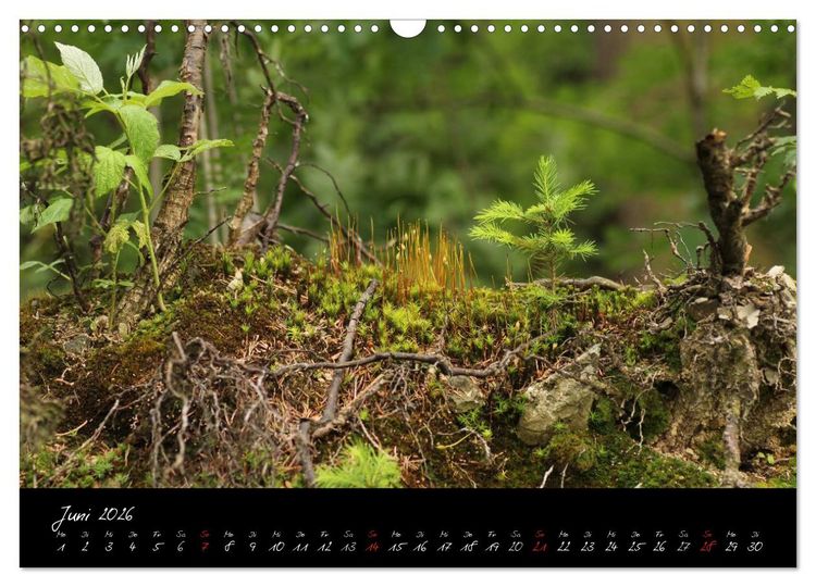 Produktbild: Wald (Wandkalender 2026 DIN A3 quer), CALVENDO Monatskalender
