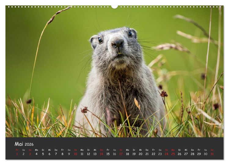 Produktbild: Am Gro&szlig;glockner (hochwertiger Premium Wandkalender 2026 DIN A2 quer), Kunstdruck in Hochglanz