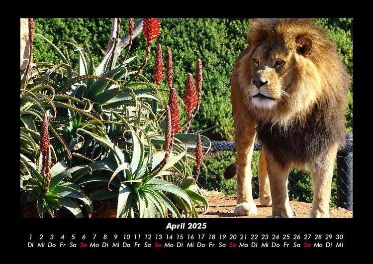 Produktbild: Tiere in der Wildnis 2025 Fotokalender DIN A3