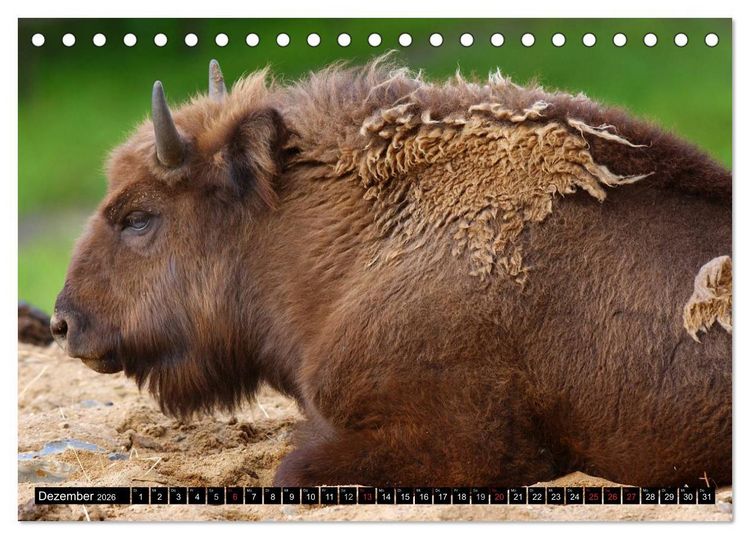 Produktbild: Wisent und Bison (Tischkalender 2026 DIN A5 quer), CALVENDO Monatskalender