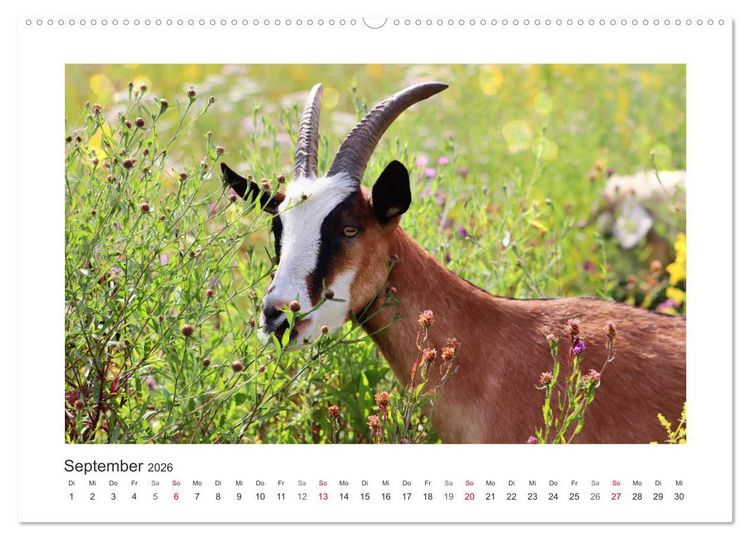 Produktbild: Wer zickt denn da? Mit Ziegen durchs Jahr (Wandkalender 2026 DIN A2 quer), CALVENDO Monatskalender
