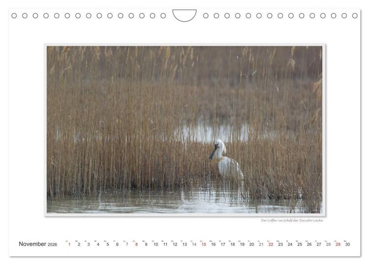 Produktbild: Neusiedler See / CH-Version (Wandkalender 2026 DIN A4 quer), CALVENDO Monatskalender