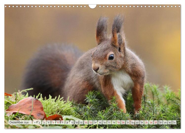 Produktbild: Besondere Augenblicke mit Eichh&ouml;rnchen (Wandkalender 2026 DIN A3 quer), CALVENDO Monatskalender