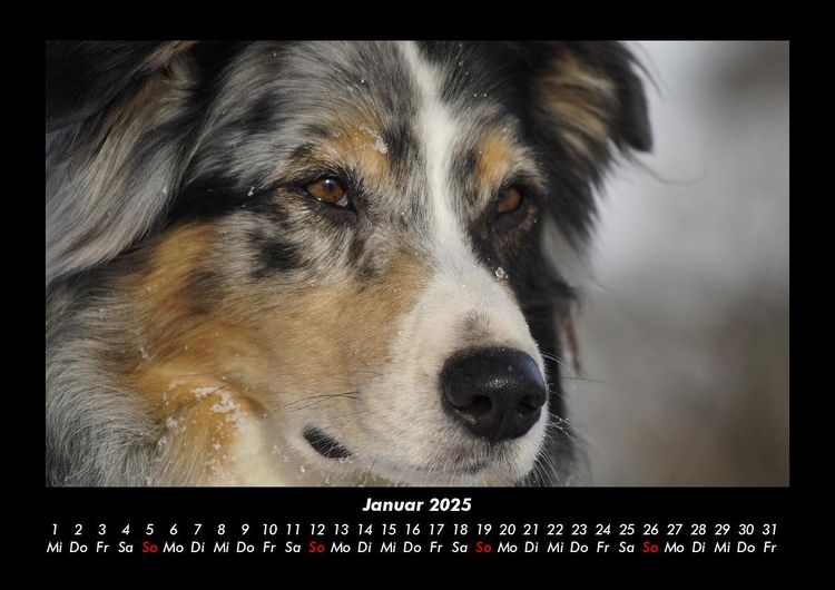Produktbild: Der Hundekalender 2025 Fotokalender DIN A3