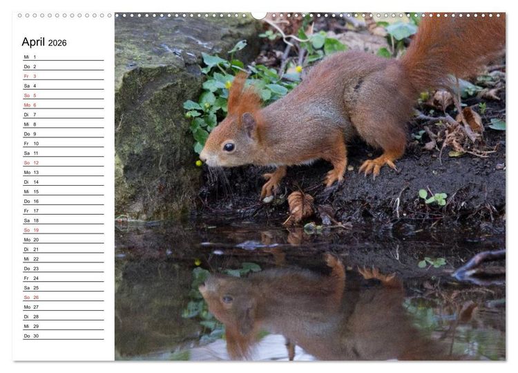 Produktbild: Guck mal, ein Eichh&ouml;rnchen! (hochwertiger Premium Wandkalender 2026 DIN A2 quer), Kunstdruck in Hochglanz
