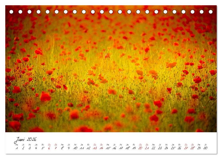 Produktbild: Mohnwiesen (Tischkalender 2026 DIN A5 quer), CALVENDO Monatskalender