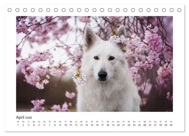 Produktbild: Herzenshunde 2026 (Tischkalender 2026 DIN A5 quer), CALVENDO Monatskalender