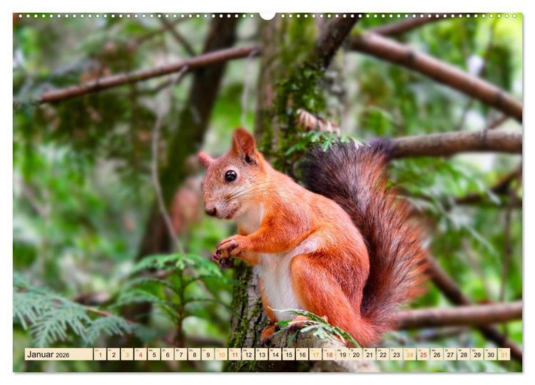 Produktbild: Eichh&ouml;rnchen - immer wieder s&uuml;&szlig; (Wandkalender 2026 DIN A2 quer), CALVENDO Monatskalender